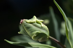 Parrot Tulip Bud 
